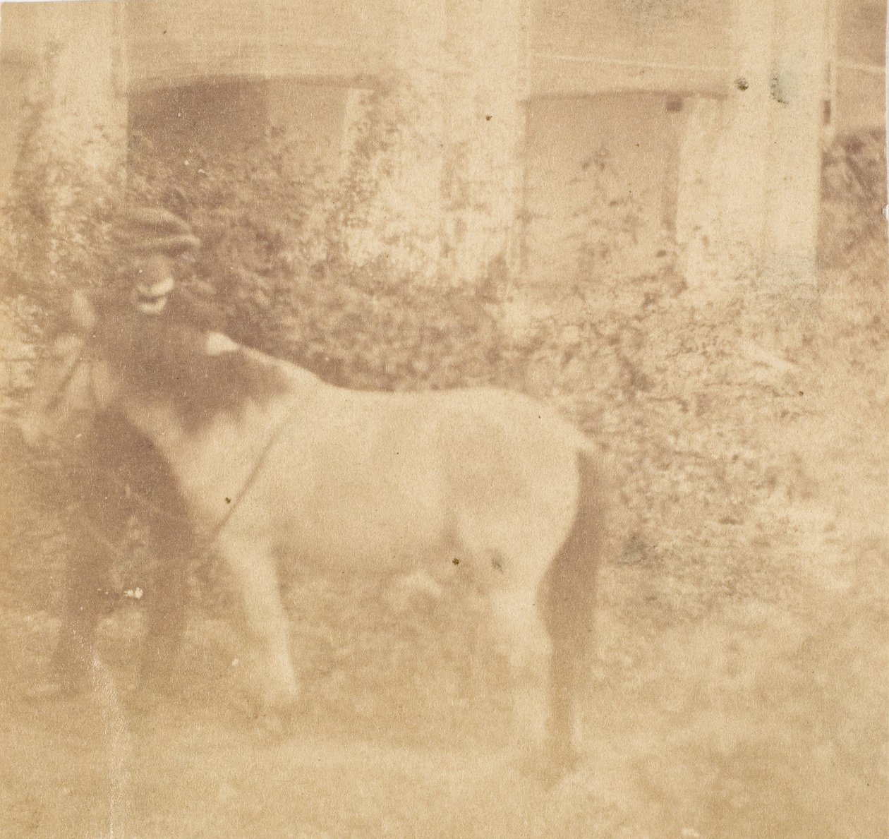 [Hombre y caballo, Casa de Gobierno, Allahabad] de John Constantine Stanley