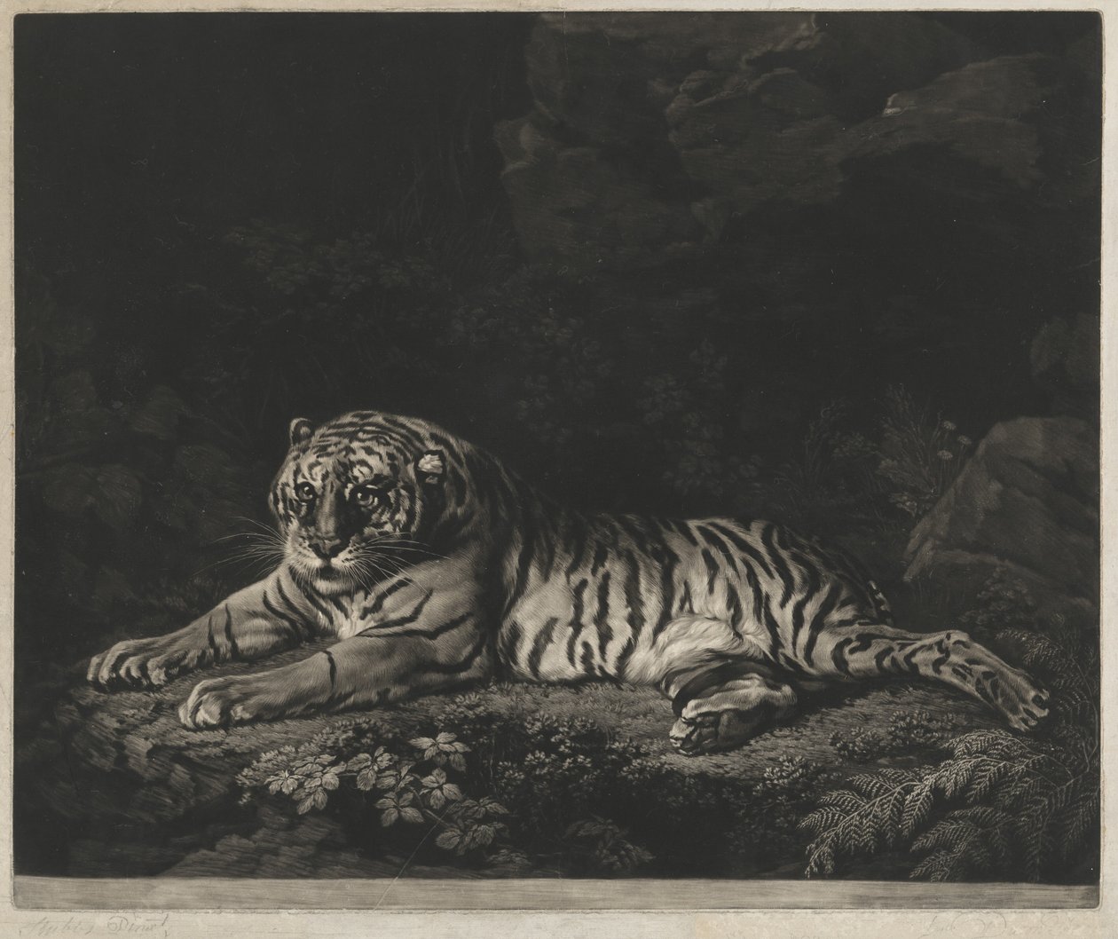 Una tigresa de John Dixon after George Stubbs