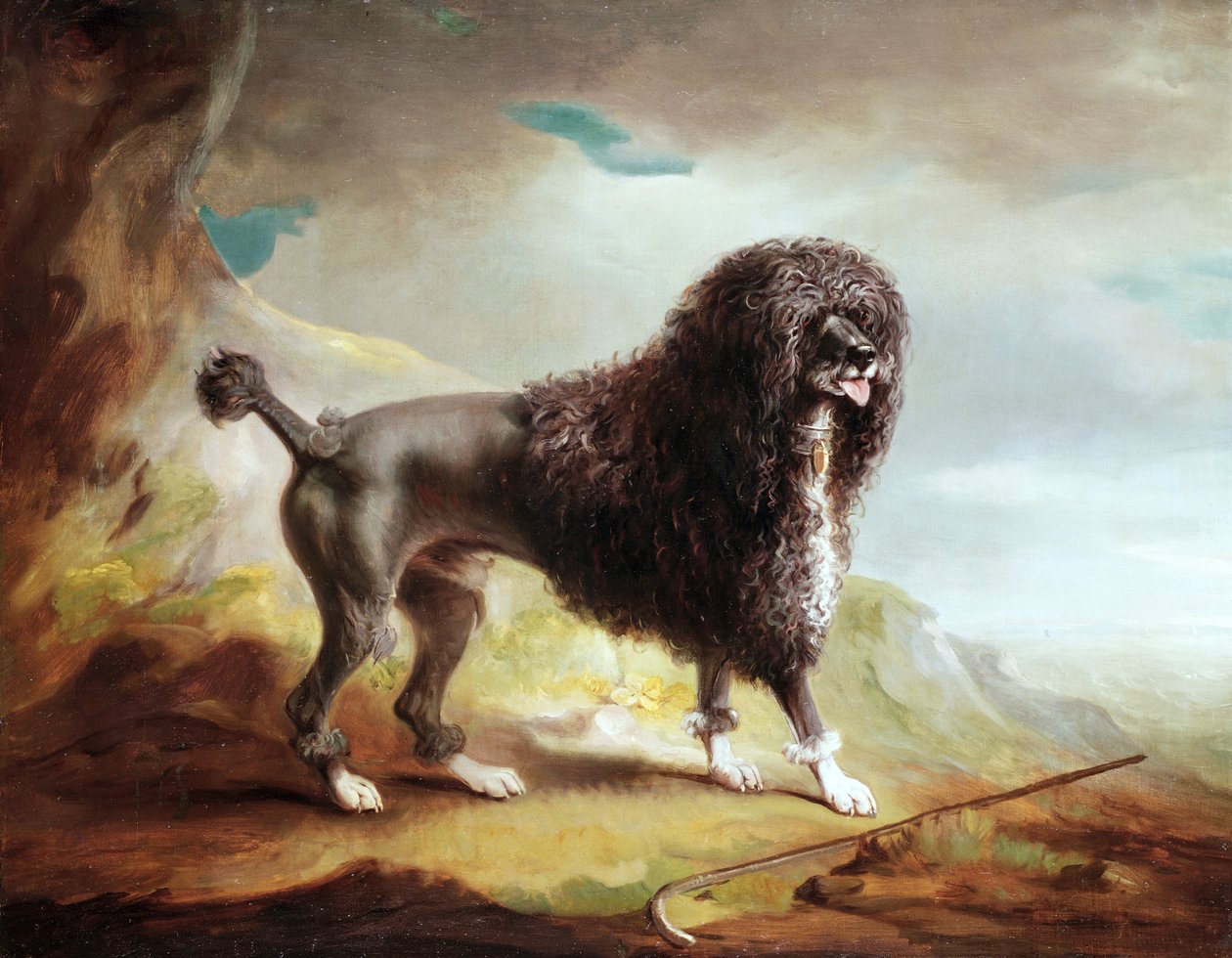 Un Spaniel de Agua Recortado de John E. Ferneley