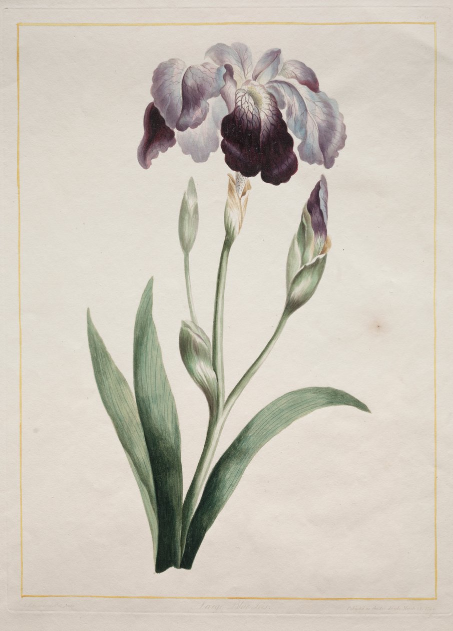 Iris japonés (Iris azul grande) de John Edwards