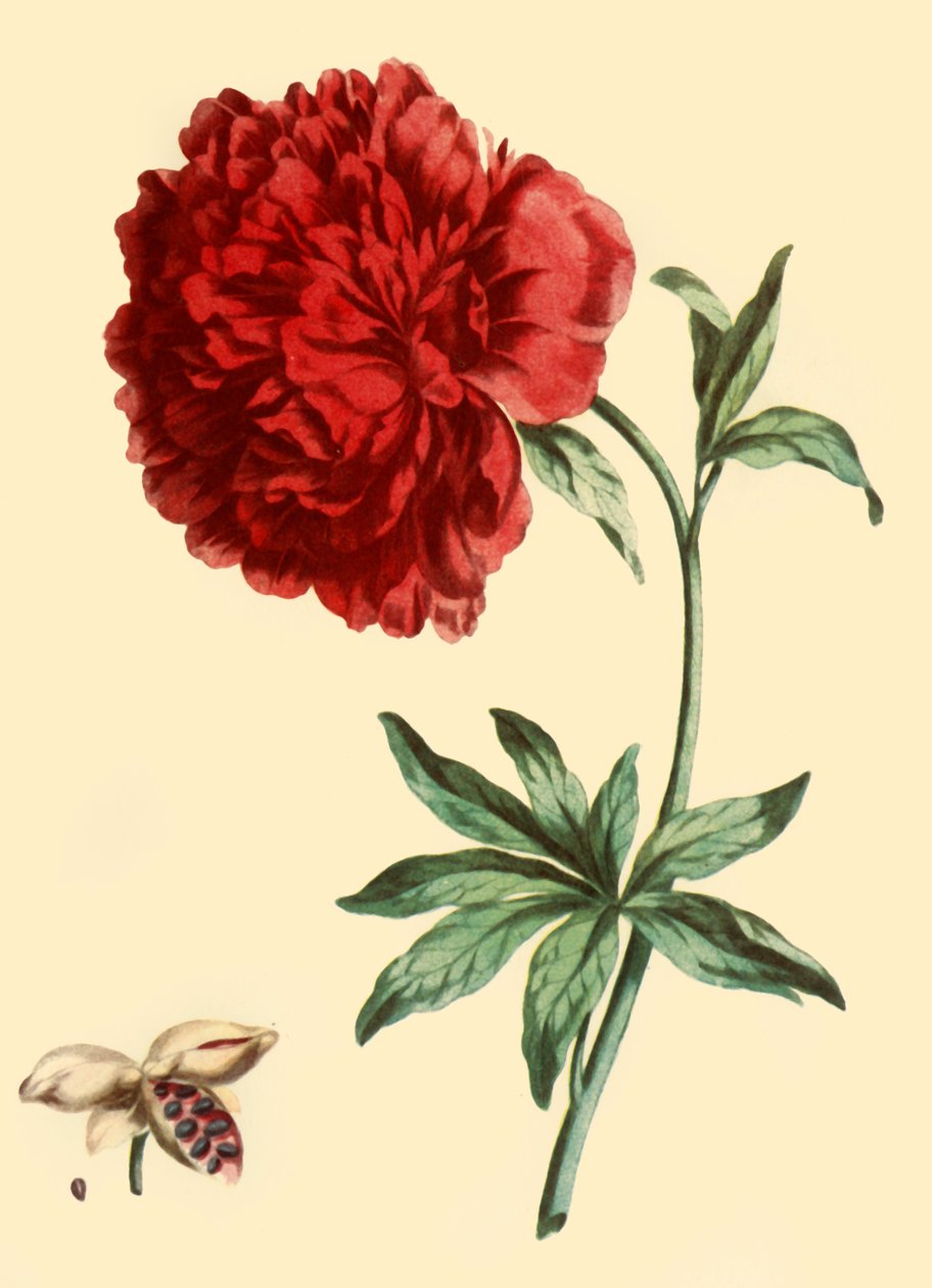 Peonía: Paeonia Faemina Flore Pleno Rubro Majore, 1769, 1946 de John Edwards