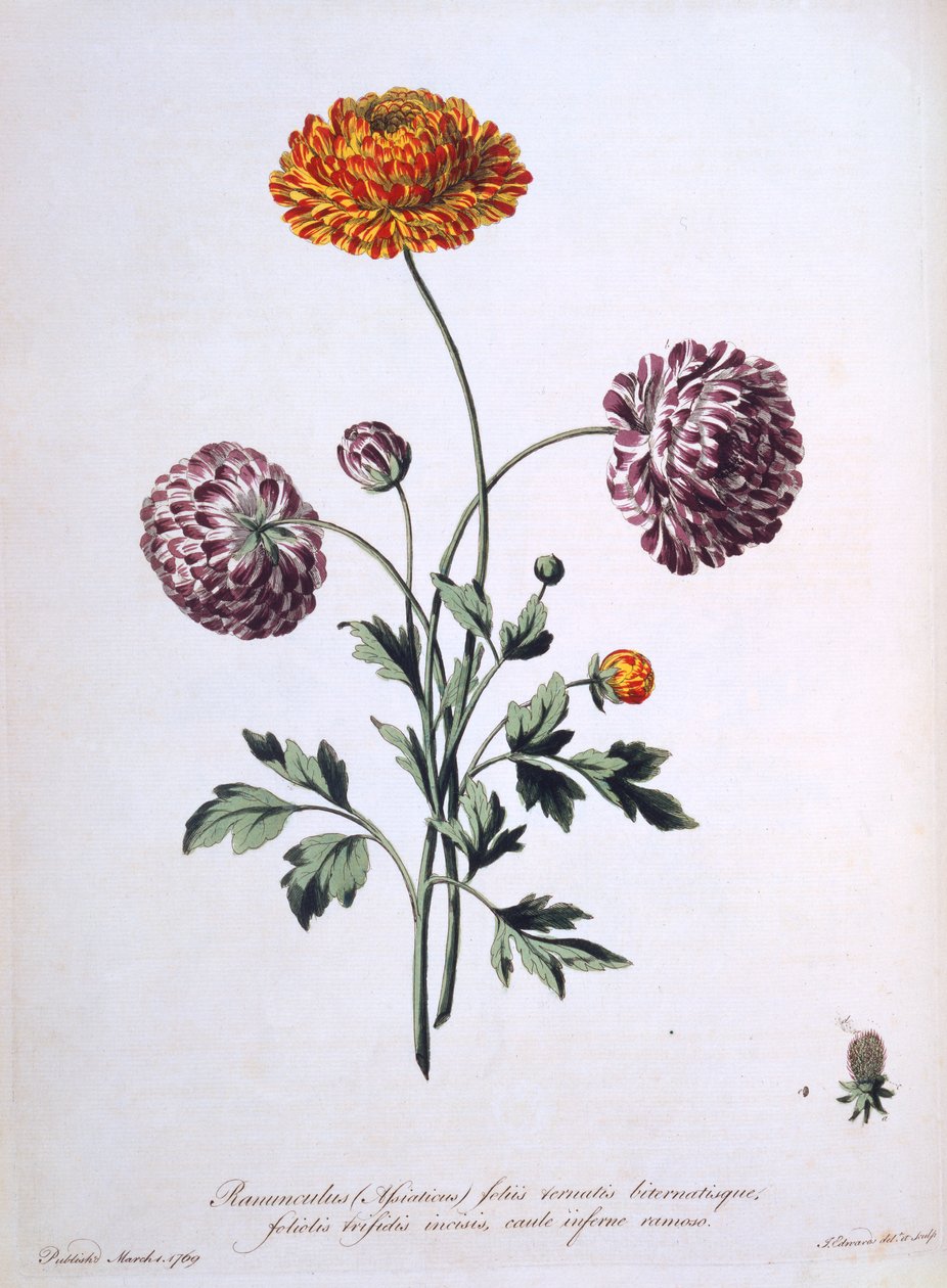 Ranúnculo, ilustración de 