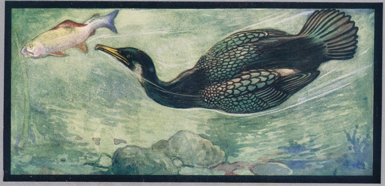 Un pájaro persiguiendo un pez, ilustración de "Helpers Without Hands" de Gladys Davidson, publicada en 1919 (litografía en color) de John Edwin Noble