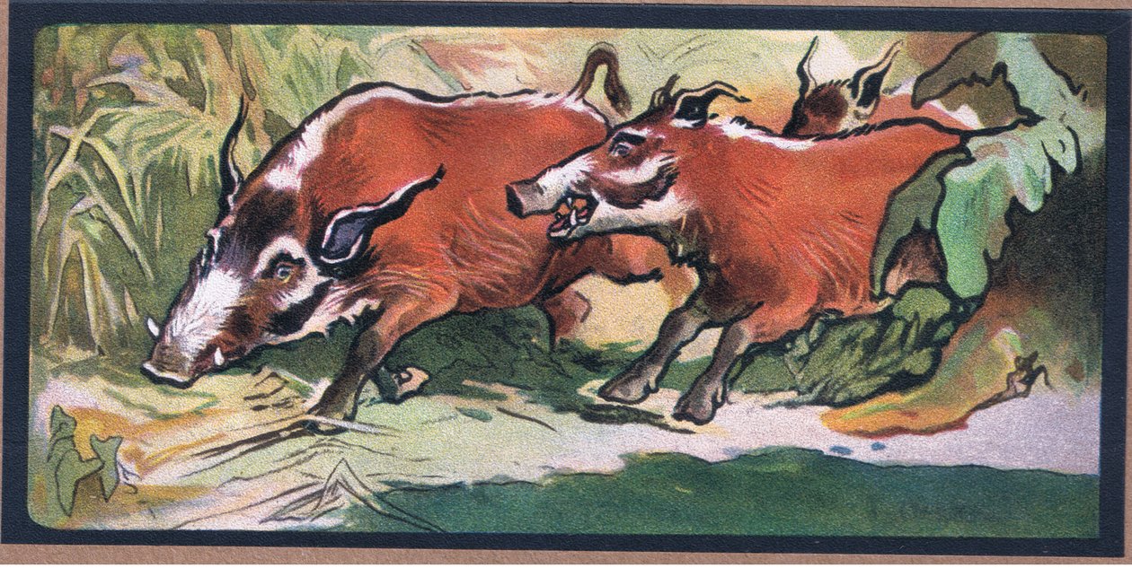 Babirusa de John Edwin Noble