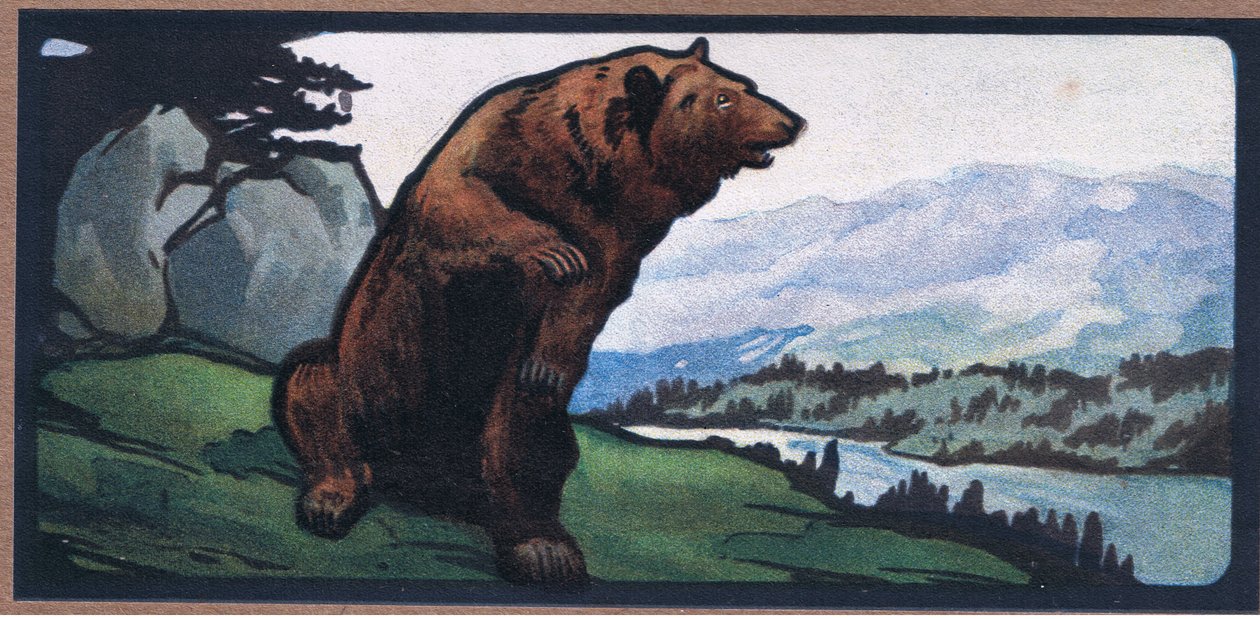 Oso pardo de John Edwin Noble
