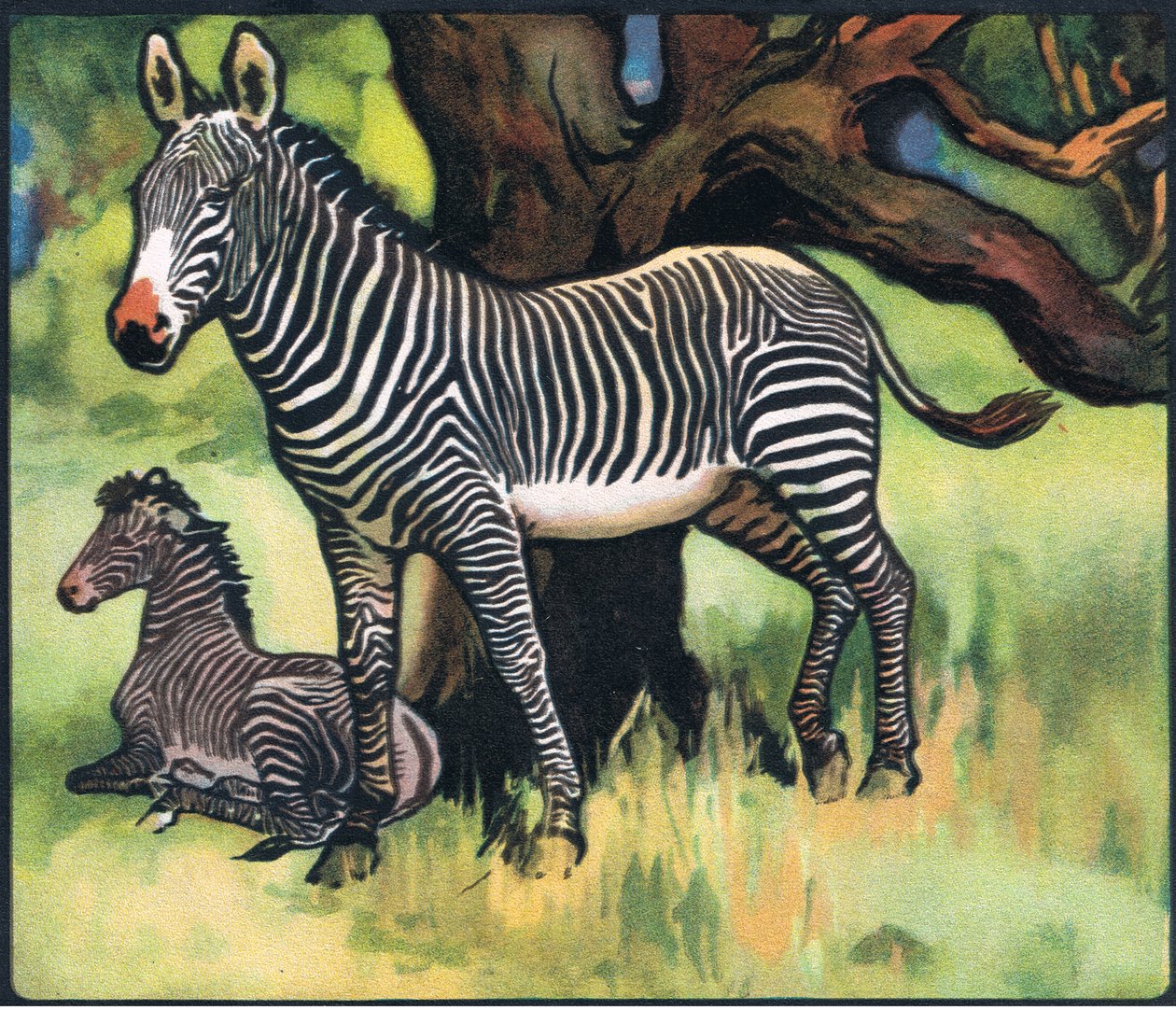 Cebras, ilustración de "Pads, Paws and Claws" de P. Pycraft de John Edwin Noble