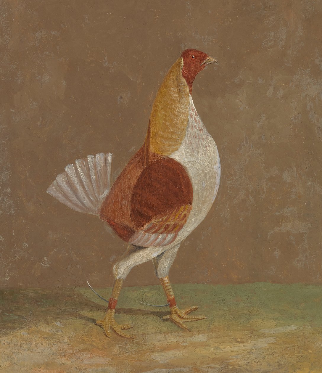 Gallos de pelea: un gallo de pelea pálido, mirando a la derecha de John Frederick Herring