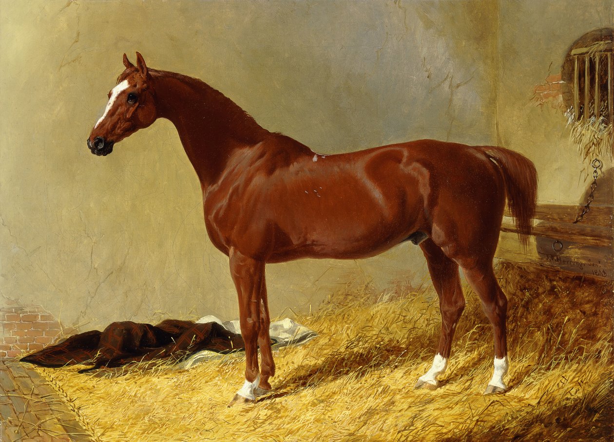Un caballo de carreras bayo en un establo de John Frederick Herring Senior