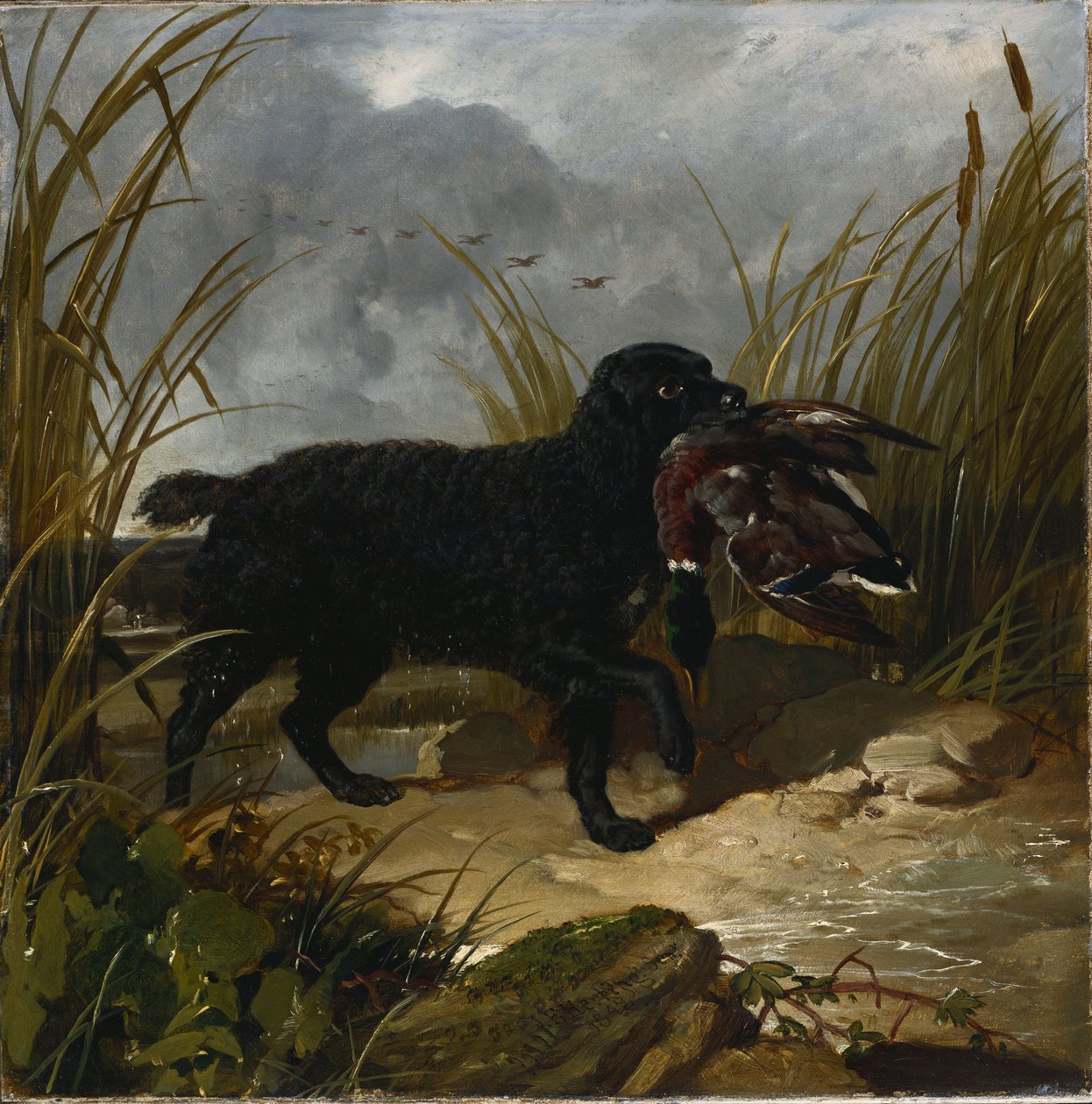 Un perro de agua irlandés recuperando un pato mallard, 1849 de John Frederick Herring Senior