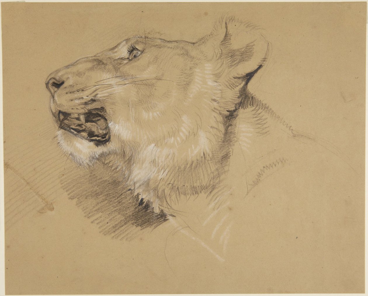 Cabeza de leona de John Frederick Lewis