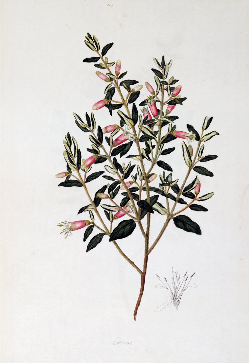 Correa Reflexa, dibujo de John Frederick Miller (1759-1796) de John Frederick Miller