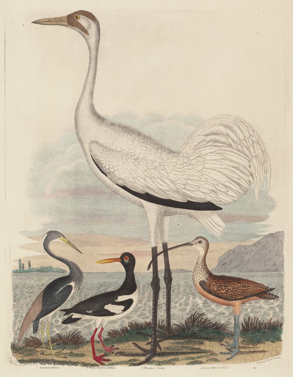 Garza de Luisiana, Ostrero Pío, Grulla Trompetera y Zarapito Pico Largo, publicado 1808-1814 de John G. Warnicke