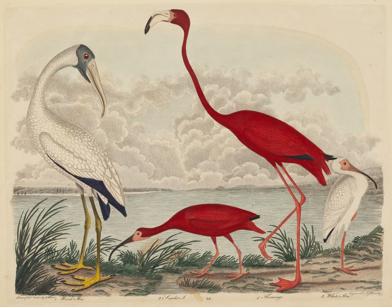 Ibis de madera, ibis escarlata, flamenco y ibis blanco de John G. Warnicke