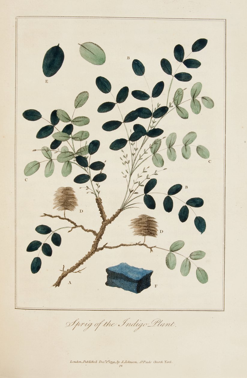 Ramita de la planta índigo de John Gabriel Stedman