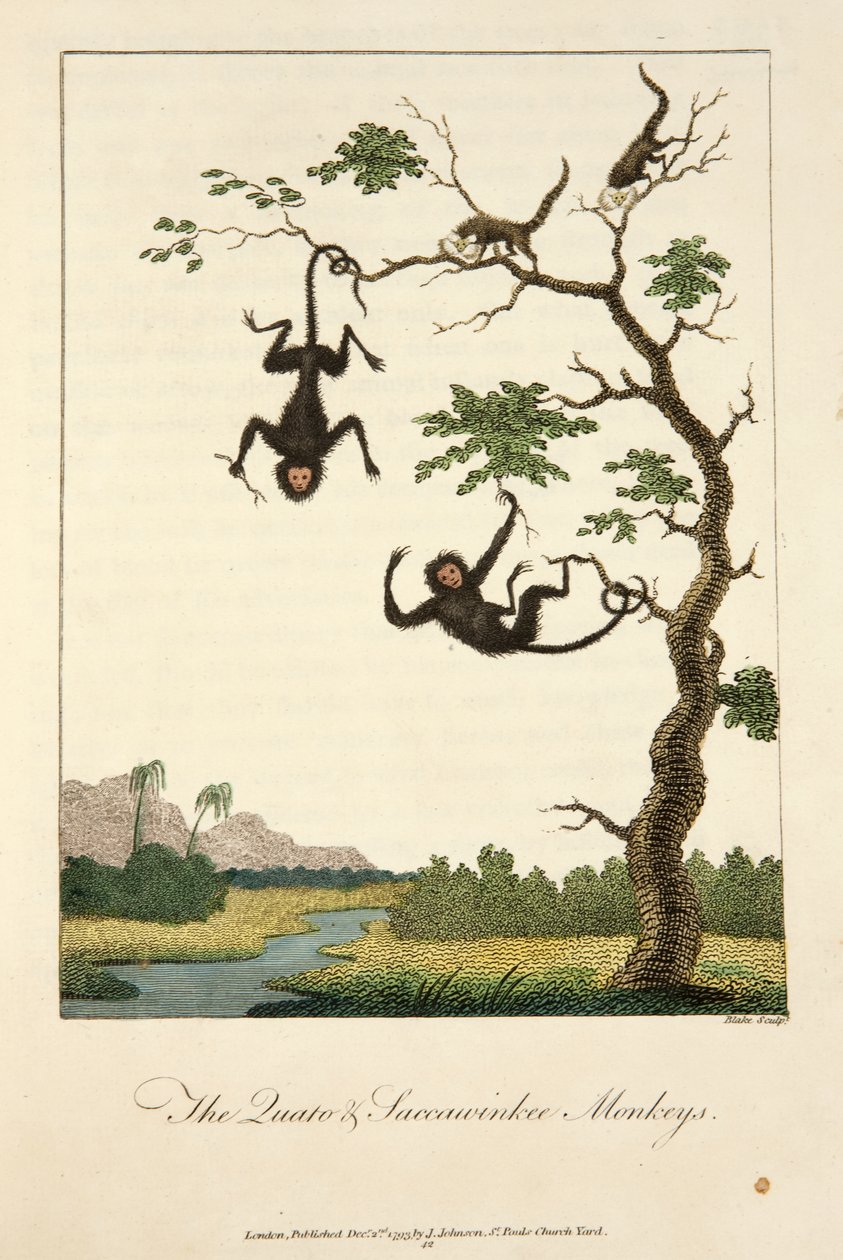 Los monos Quato y Saccawinkee de John Gabriel Stedman