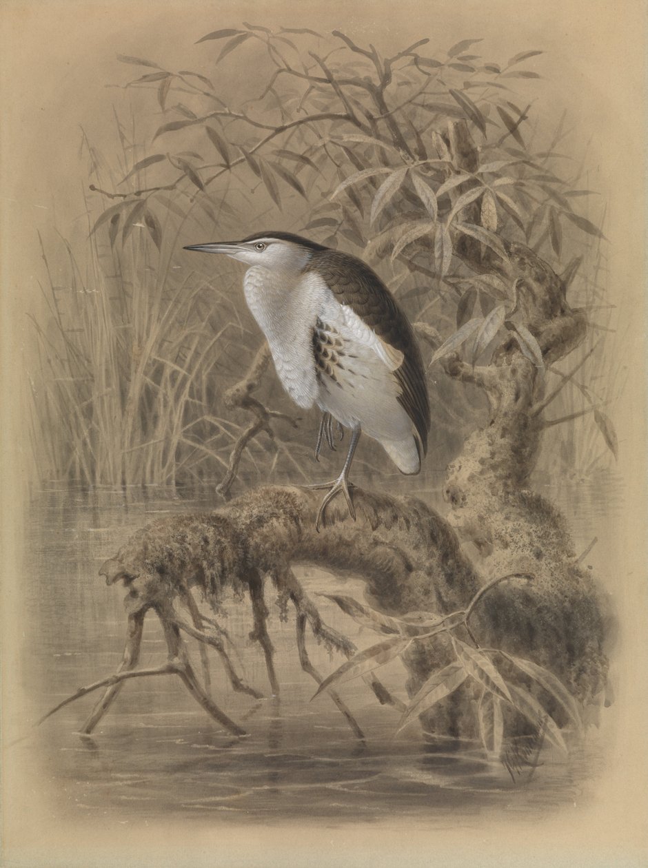 Avetorillo común, Ixobrychus minutus de John Gerrard Keulemans