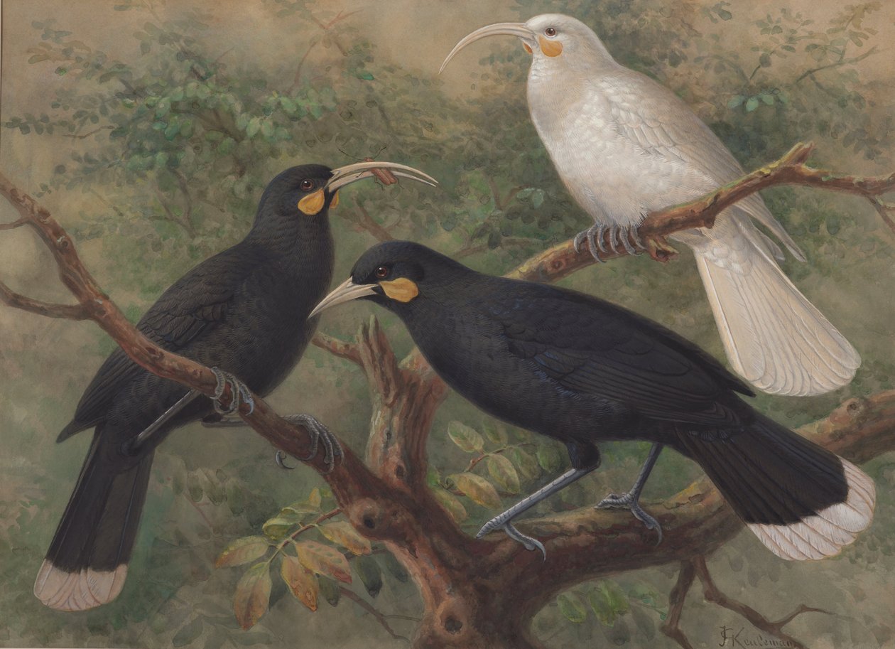 Three Huia (Heteralocha acutirostris) de John Gerrard Keulemans