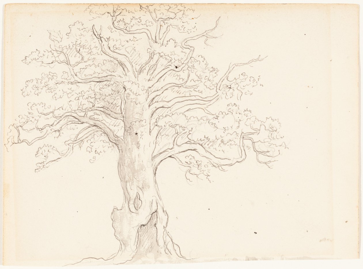 Un roble de John Glover