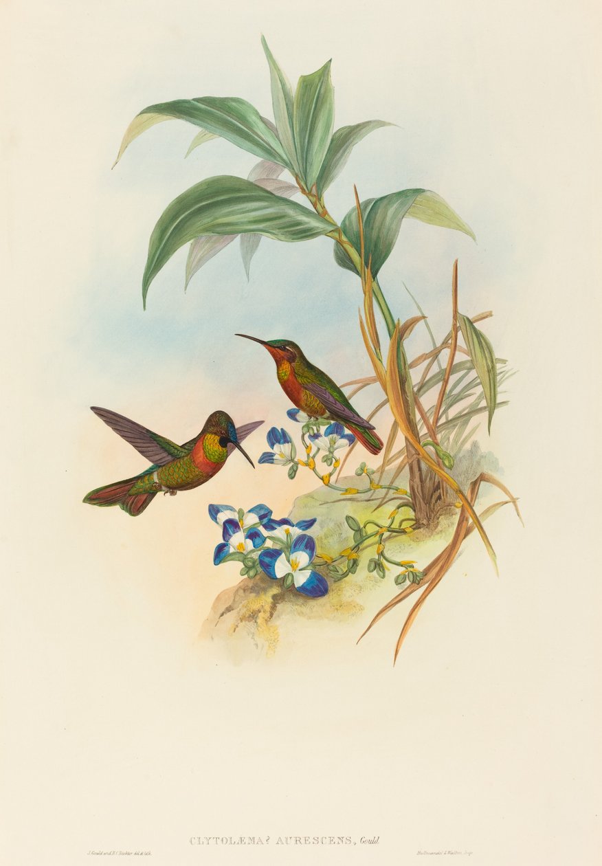 Clytolaema aurescens Banded Ruby o Ruby de Gould de John Gould and Henry Constantine Richter John Gould and Henry Constantine Richter