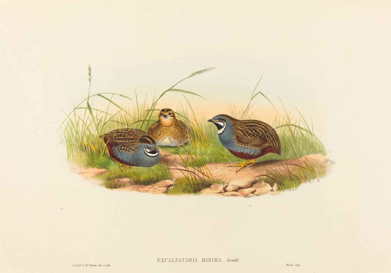 Excalftoria minima Codorniz de Pecho Azul de John Gould and Henry Constantine Richter John Gould and Henry Constantine Richter