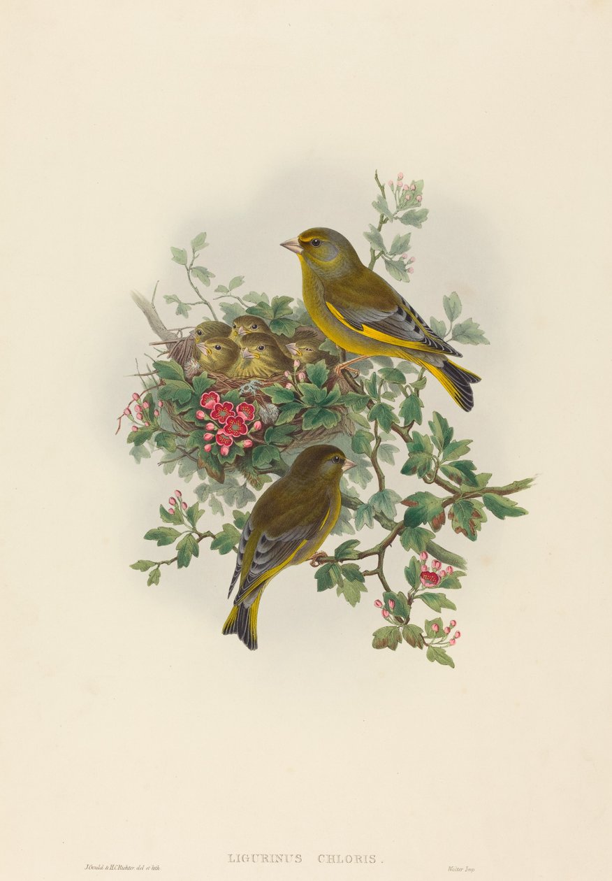 Ligurinus chloris Verderón. Creadores: John Gould, Henry Constantine Richter de John Gould and Henry Constantine Richter John Gould and Henry Constantine Richter