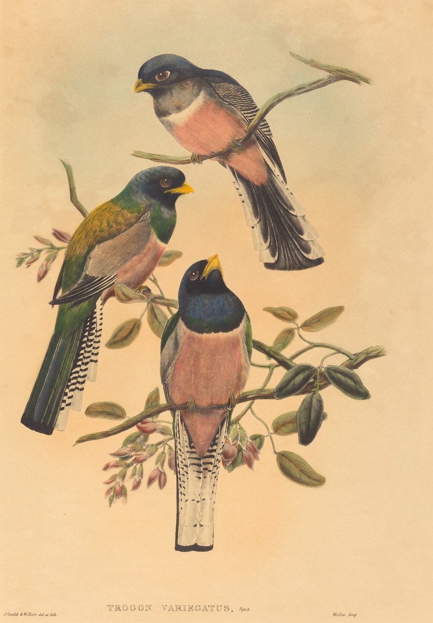 Trogan variegatus de John Gould, William Matthew Hart