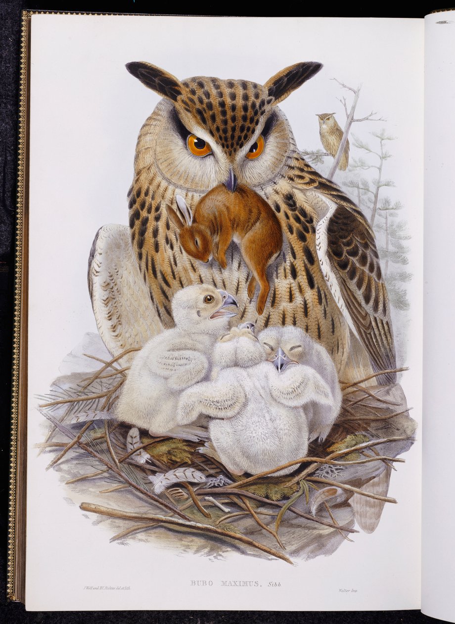 Un gran búho y polluelos, de "Las aves de Europa", publicado 1832-37 de John Gould