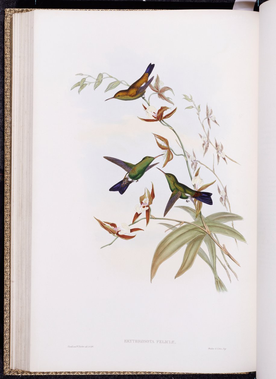 Una monografía de Trochilidae, o Familia de Colibríes, publicada 1849-61 de John Gould