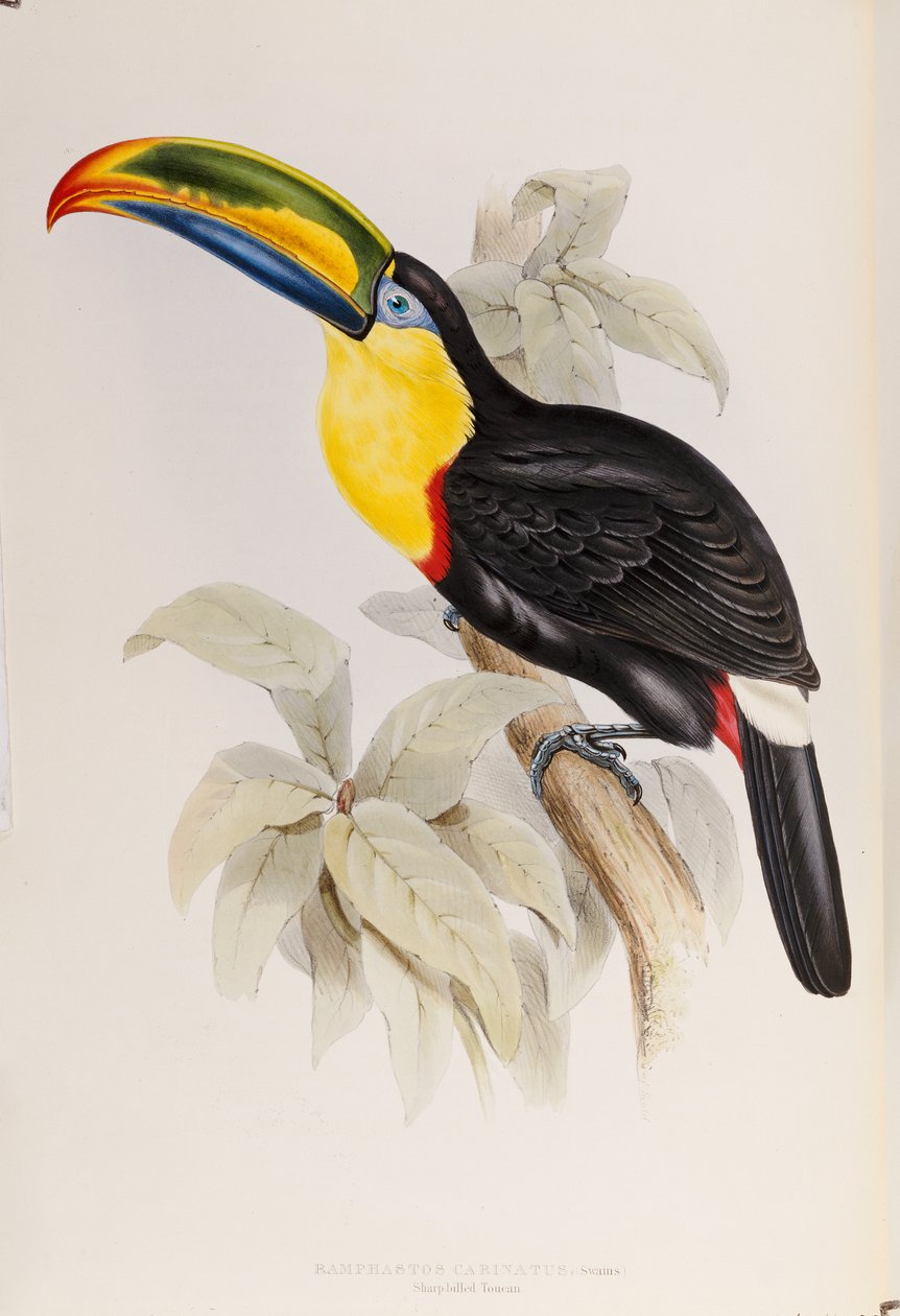 Una monografía de los Ramphastidae, o familia de tucanes, primera edición, publicada en 1834 de John Gould