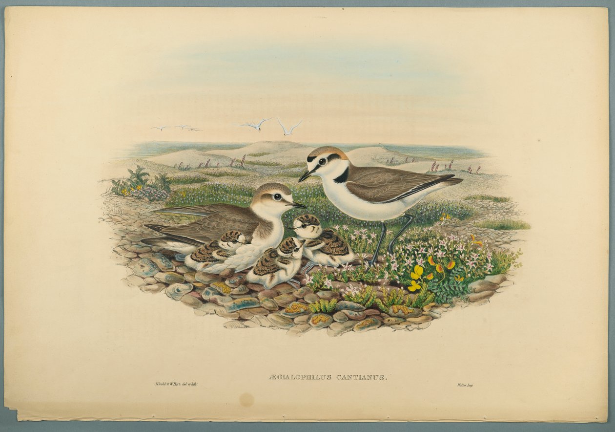 Aegialophilus Cantianus - Chorlitejo Patinegro de John Gould