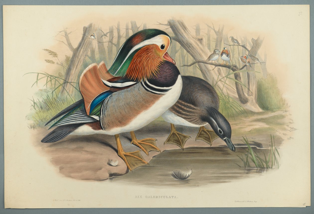 Aix Galericulata: Pato Mandarín de John Gould