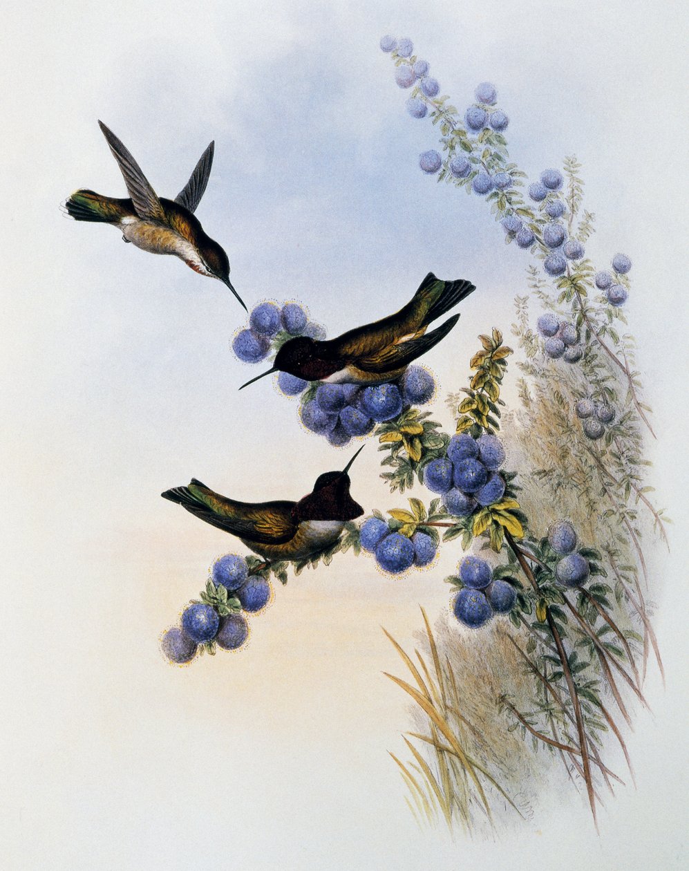 Colibrí de Anna (Calypte anna), grabado de Monografía de Troquilidae o Colibríes (1849-1861), por John Gould (1804-1881), Reino Unido de John Gould