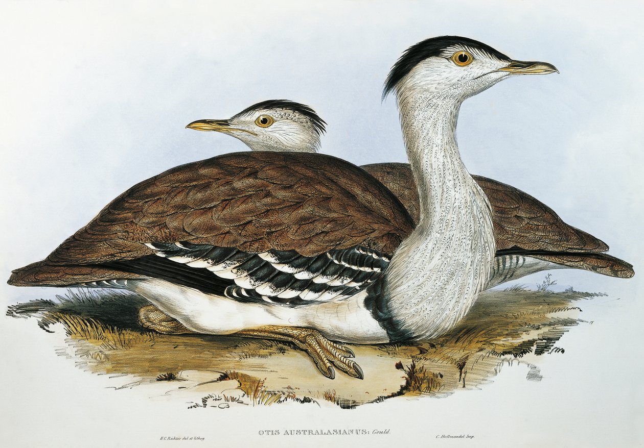 Avutarda australiana (Otis australasianus) de John Gould