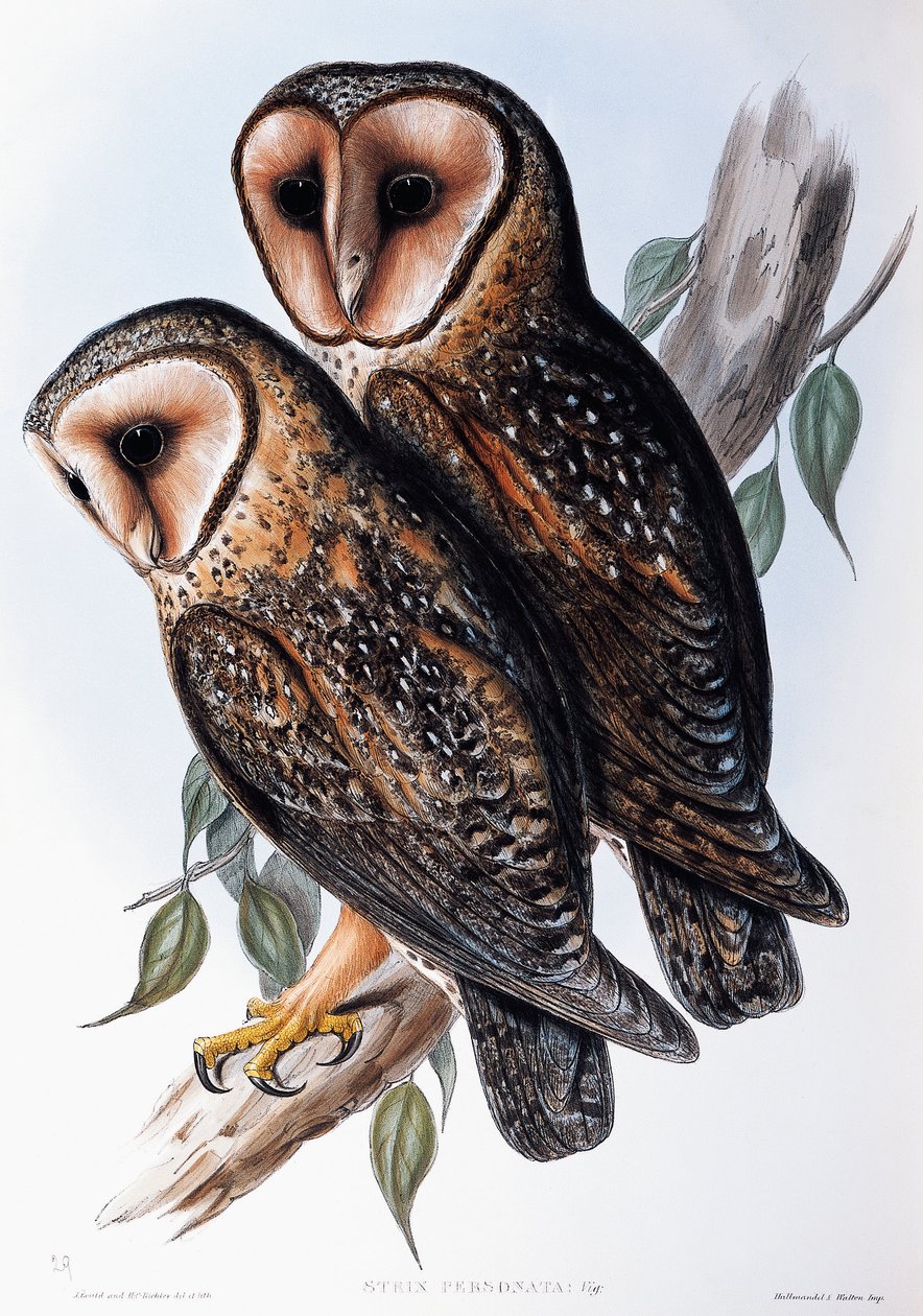 Lechuza enmascarada australiana (Strix personata), litografía de Birds of Australia de John Gould