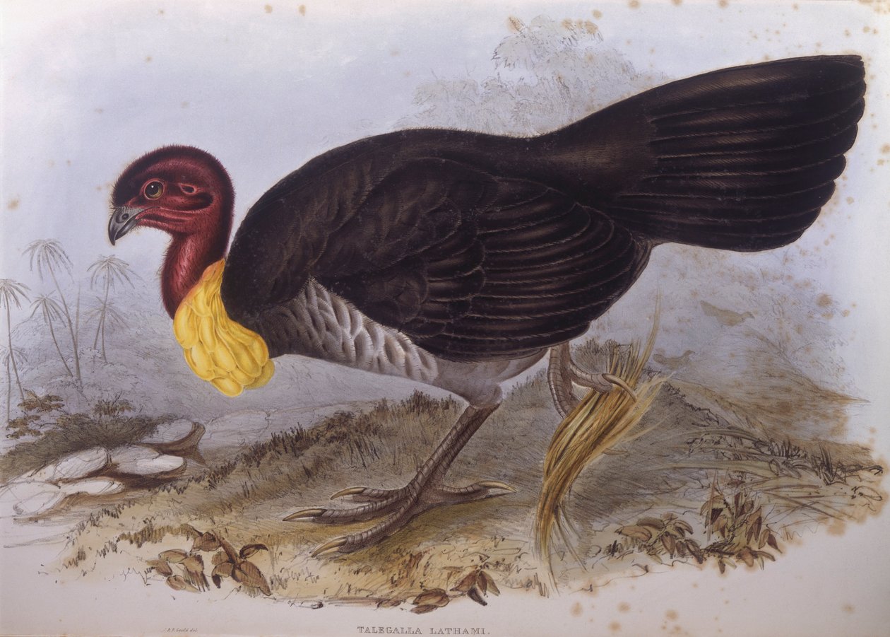 Pavo de matorral australiano (Alectura lathami), grabado por John Gould de John Gould