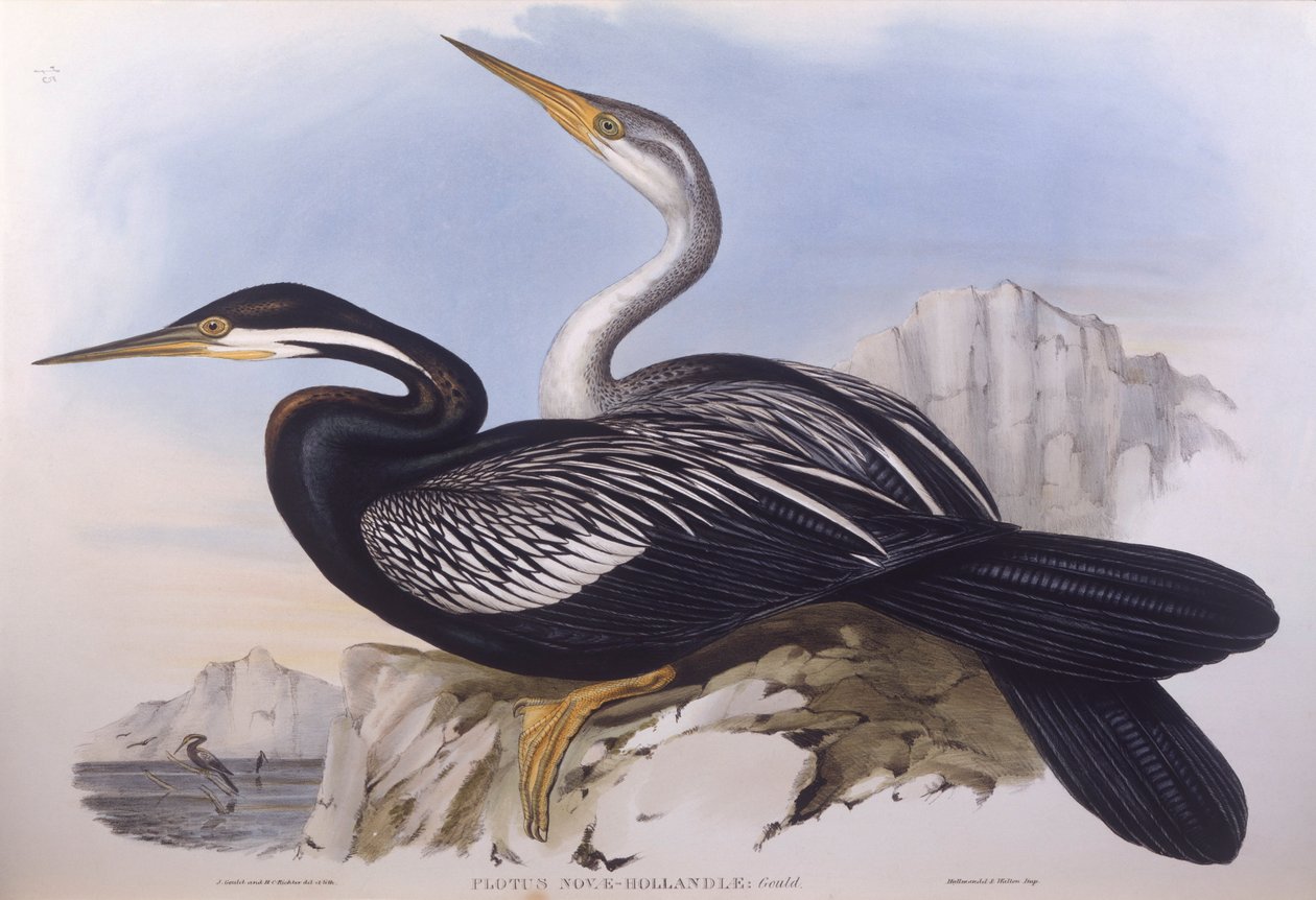 Anhinga australiana (Anhinga novaehollandiae), grabado por John Gould de John Gould