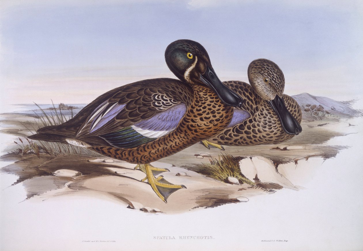 Pato cuchara australiano (Anas rhynchotis), grabado por John Gould de John Gould