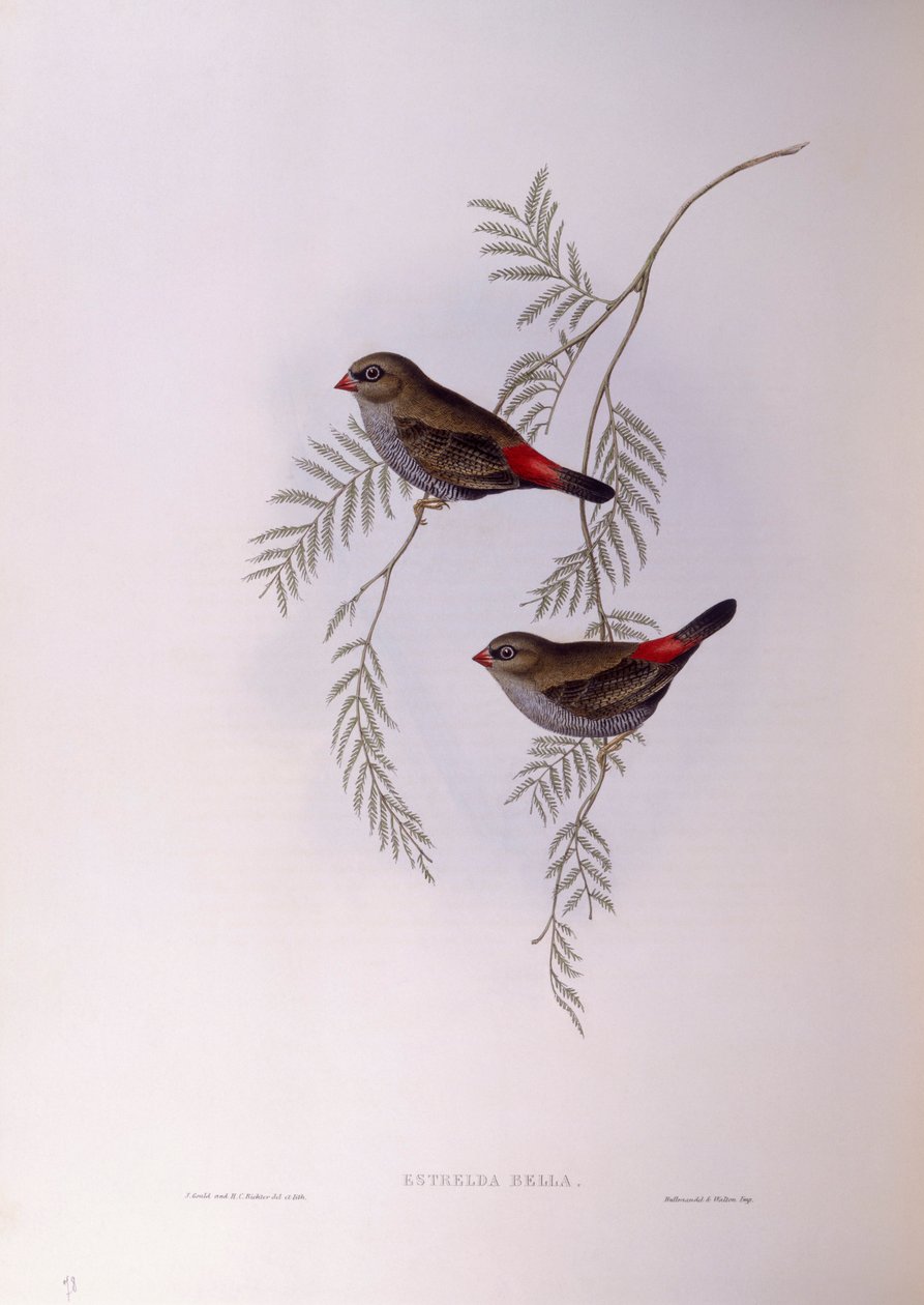 Pinzón de fuego hermoso (Stagonopleura bella), grabado por John Gould de John Gould