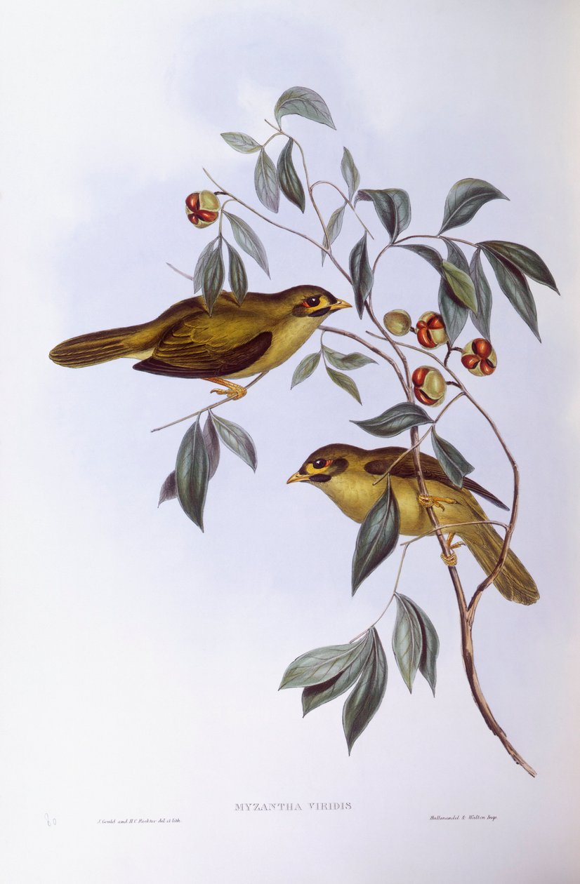 Minero campanero (Manorina melanophrys), grabado por John Gould de John Gould