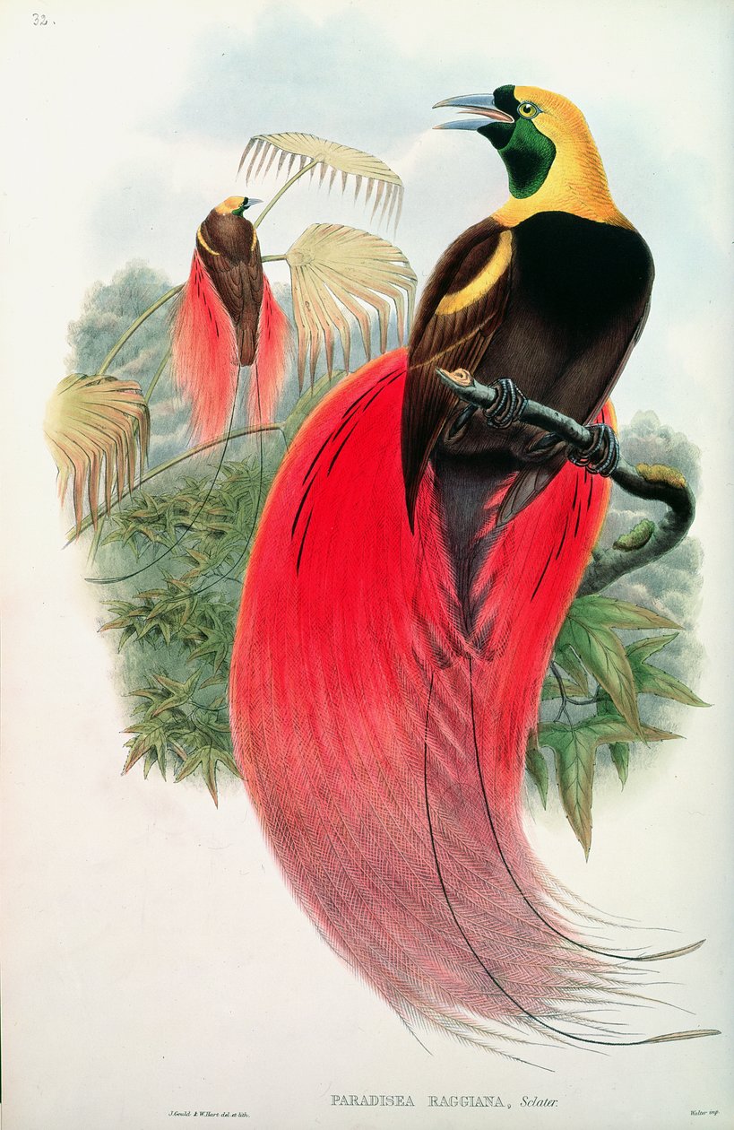 Ave del Paraíso, grabado por T. Walter de John Gould