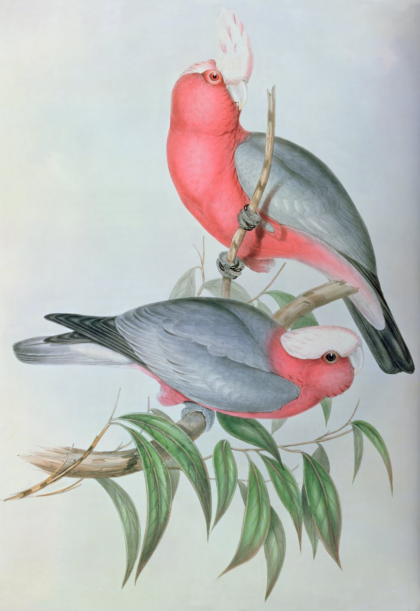Aves de Asia de John Gould