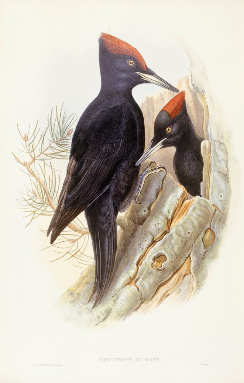 Pico negro (Dryocopus martius), grabado por John Gould de John Gould