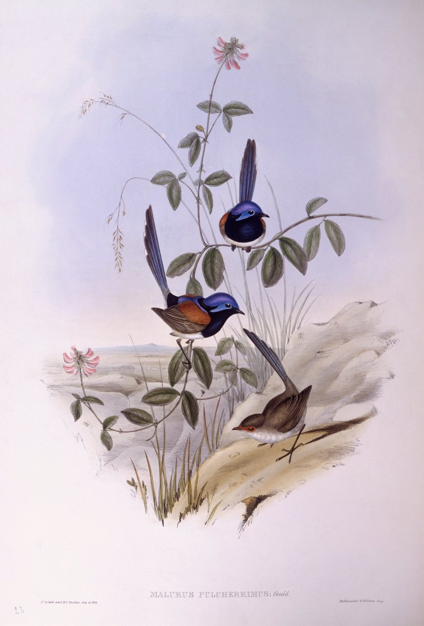 Riel de pecho azul (Malurus pulcherrimus), grabado por John Gould de John Gould