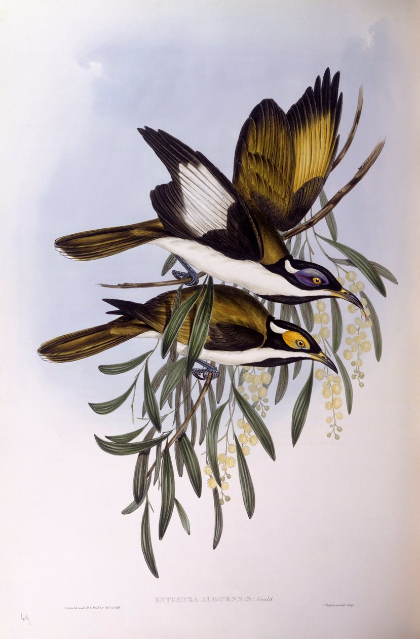 Mielero de cara azul (Entomyzon cyanotis), grabado por John Gould de John Gould
