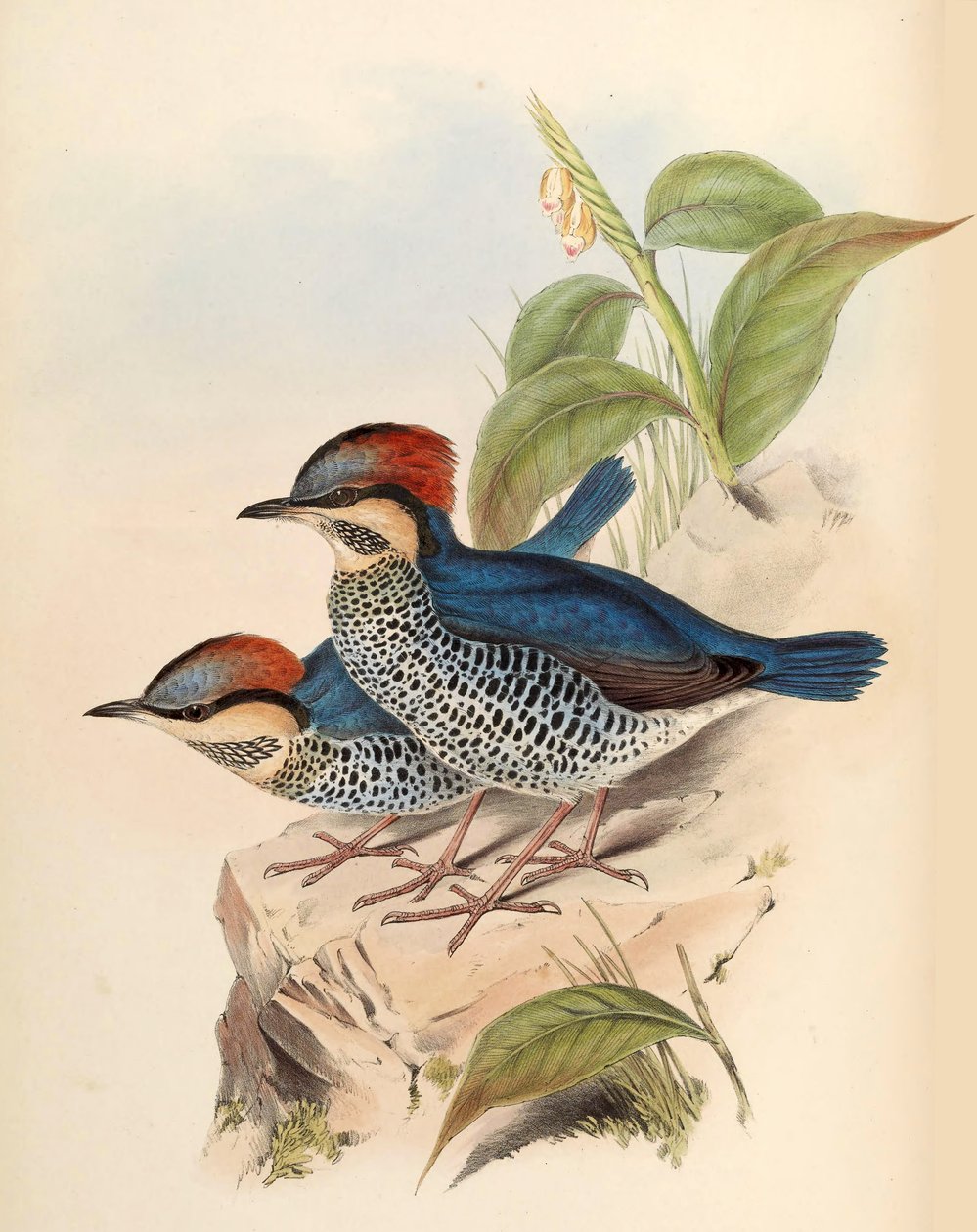 Pita azul Pitta cyanea Blyth de John Gould