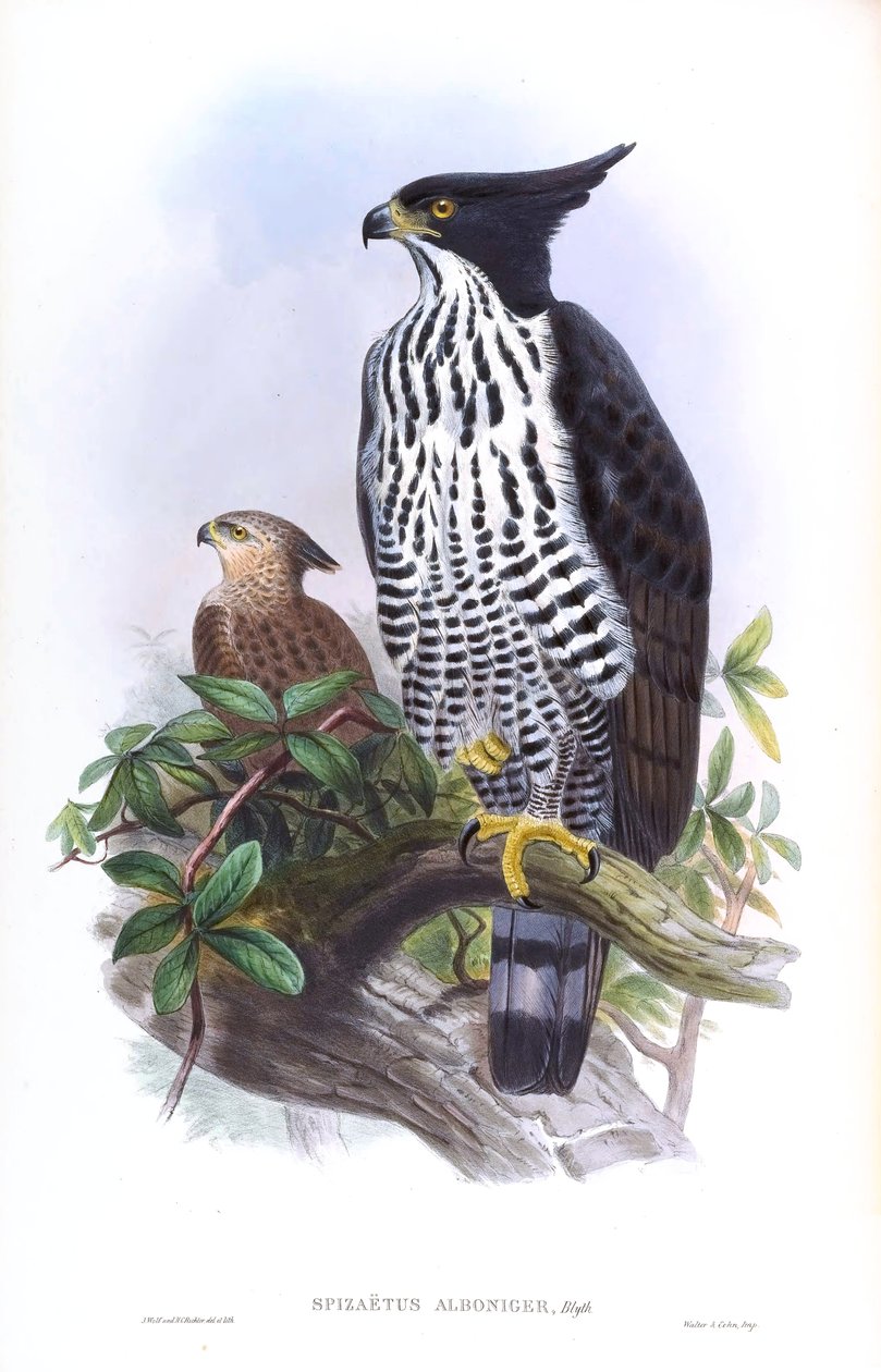 Águila-azor de Blyth Nisaetus alboniger (Gmelin) de John Gould