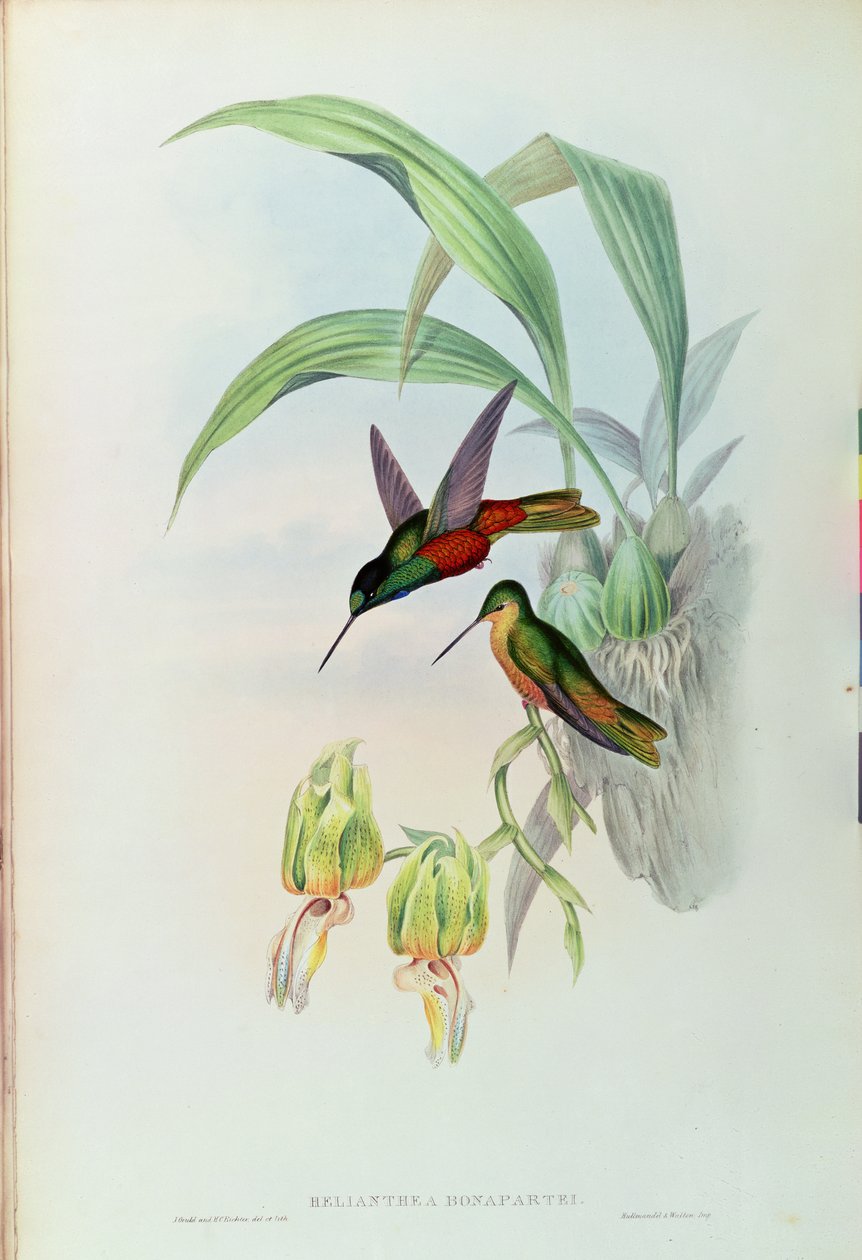 Colibrí de frente estrellada de Bonaparte de John Gould