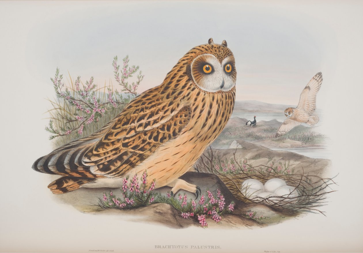 Brachyotus Palustris, lámina de Las Aves de Gran Bretaña por John Gould, publicado 1862-73 de John Gould