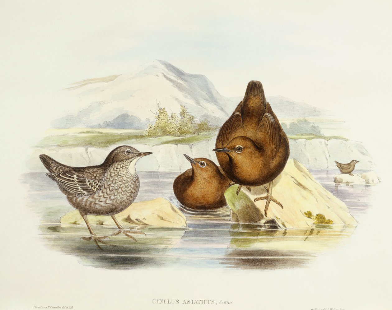 Mirlo acuático marrón (Cinclus pallasii), Grabado de John Gould de John Gould