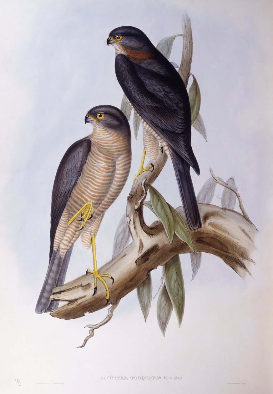 Mirlo acuático pardo (Cinclus pallasii), grabado por John Gould de John Gould